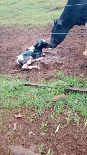 Bezerras leiteiras pra melhorar plantel