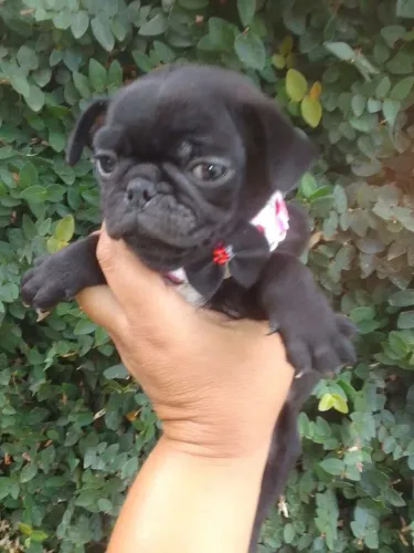 Filhote de Pug o pequeno comediante da família 