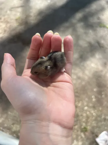 Hamster anao russo