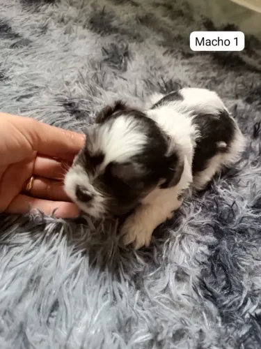 FILHOTES DE LHASA APSO - RESERVAS ABERTAS