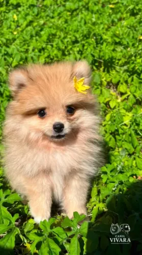 Filhote Spitz