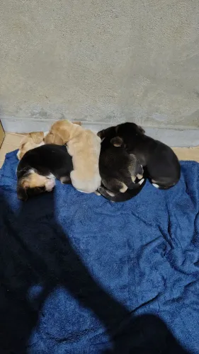 Filhotes de Beagle