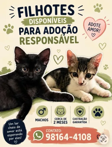 Gatinhos para adoção