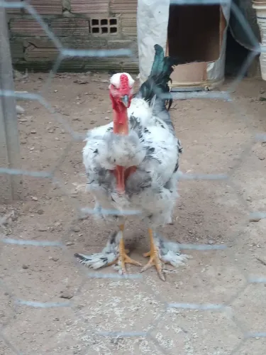 V/T este galo da raça Brahma lite