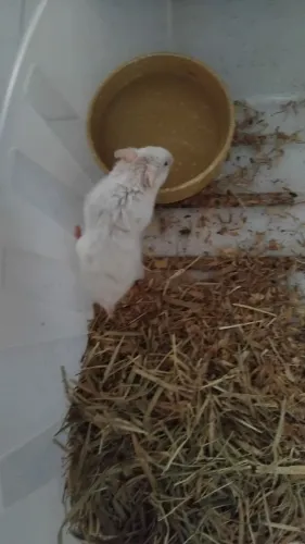 Hamster