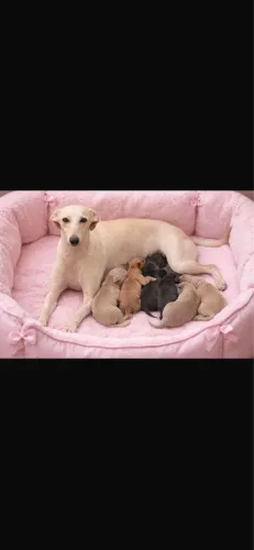 Filhotes de galgo com pedigree