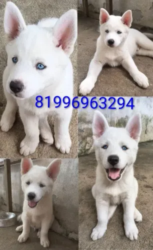 Filhote de Husky Siberiano com 3 meses