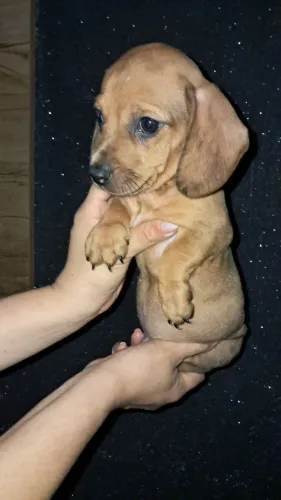 Cofap machinho