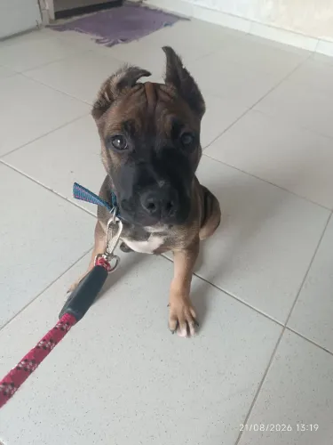 Pitmonster