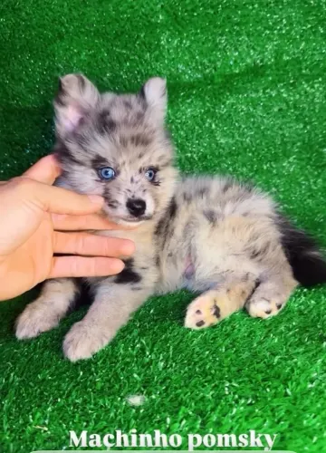 Filhote de pomsky
