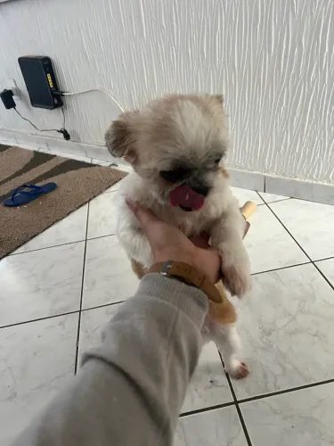 Shih Tzu fêmea 