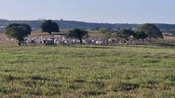 fazenda com 184 hectares na região de Mari-pb estrutura em tudo um luxo de propriedade pro