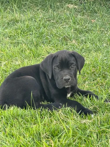 Filhotes de Cane Corso com pedigree