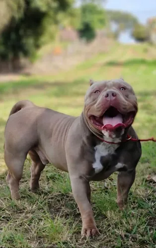 American bully (Predador)