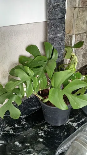 Planta mini costela de adao