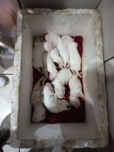Vendo filhotes de Pitbull todos brancos 6 cadela e 4 cachorro todos brancos 