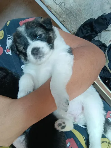 Doação de filhote