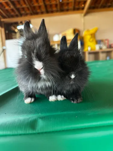 Mini coelho Netherland Dwarf Silver Marten 