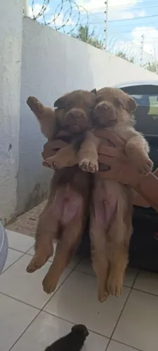 Vendo três filhotes de pastor alemão 