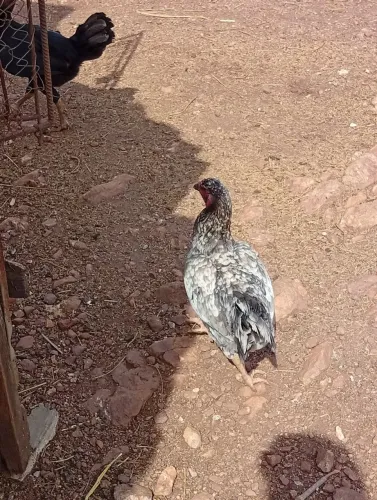 Galinhas caipira