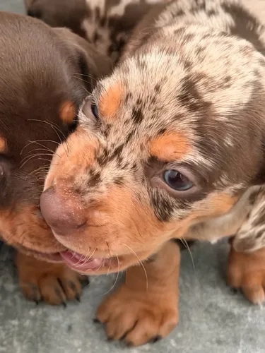 Disponível filhotes de Dachshund (Basset) cor merlim olho azul e chocolate