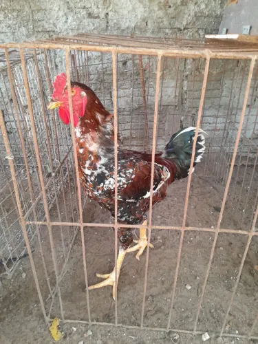 Frango mestiço balao com indio gigante
