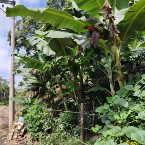 Sítio a venda 6 km de sete barras