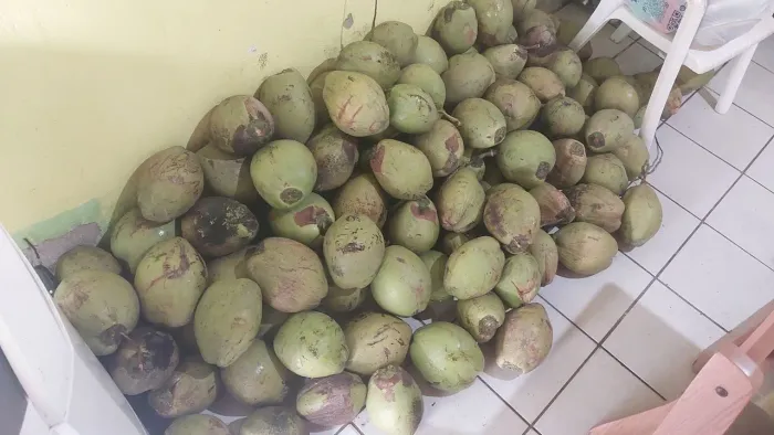 Coco verde