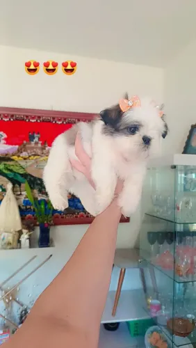 FILHOTES FEMEAS MINI SHIH TZU 