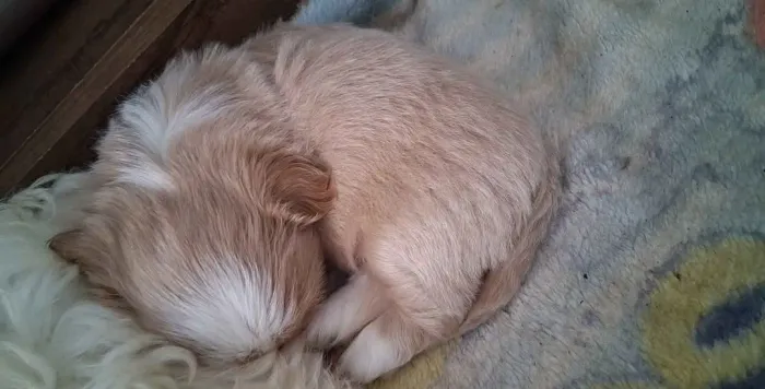 Filhote de Shih Tzu Fêmea creme