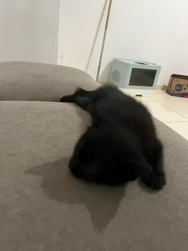Gatinho Romeu para doação 