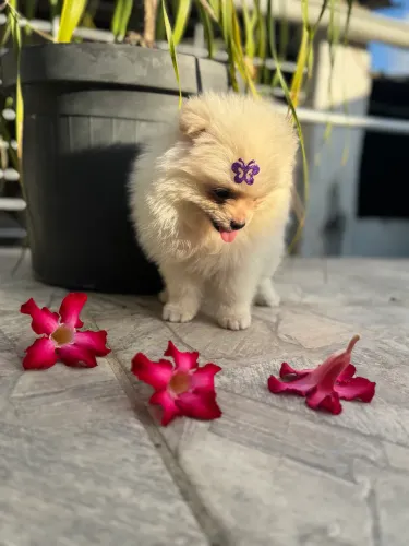 Spitz Alemão Fêmea 
