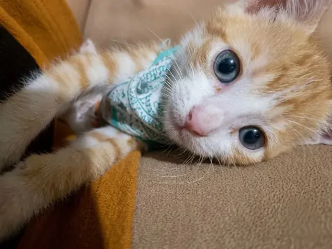DOAÇÃO DE GATINHO