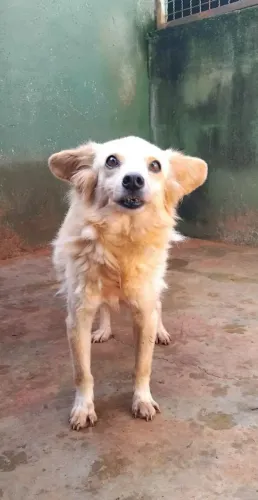 Adoção pequeno porte, castrado, leia o texto