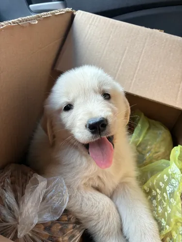Golden Retriever