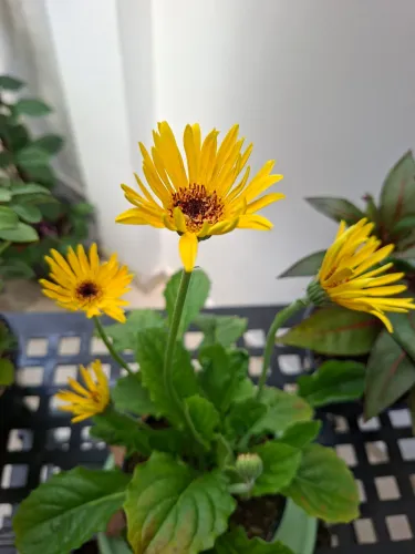 Plantas flor