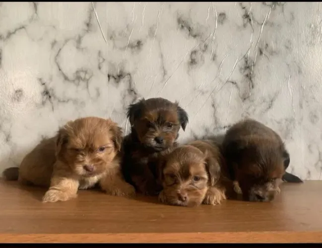 Vende filhotes de lhasa apso