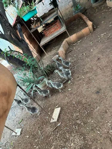 Vendo ganso