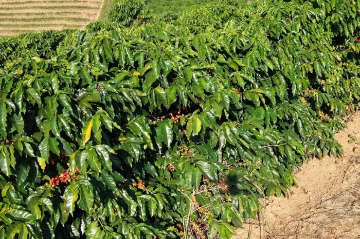 FAZENDA SANTA FÉ DO RIO PARDO A VENDA EM BOTELHOS MG