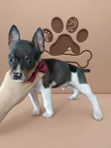 Pinscher Menino Amoroso e Companheiro