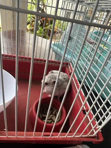 Gaiola de hamster com hamster 