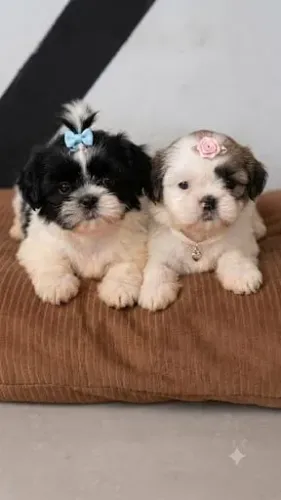 Shihtzu femea