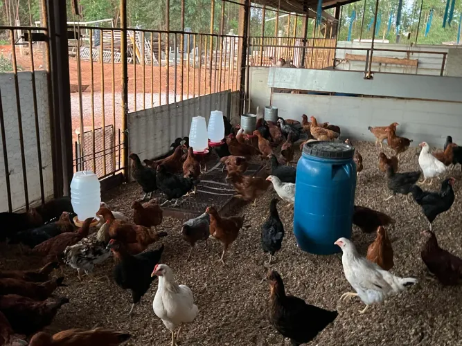 100 Frangas Poedeiras PCG Amazônia - Lote Fechado | Alta Produção de Ovos