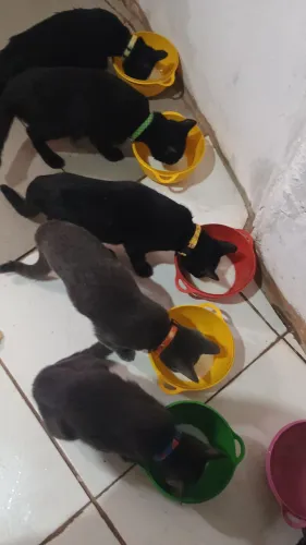 Doações de animais domésticos