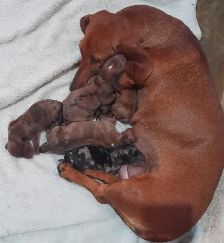 Ninhada de Dachshund 