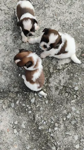 Vendo filhotes de Shitzu  2 fêmeas , 1 macho , não aceito trocas só venda