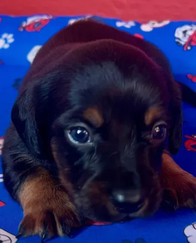 Dachshund pelo longo- Leve hoje 