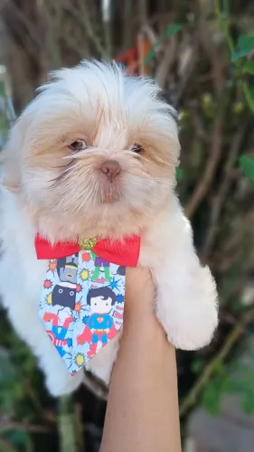 Macho Shihtzu Alto Padrão 