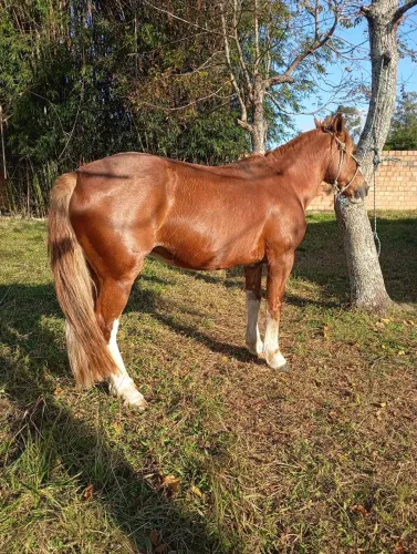 BARBADA, LINDA ÉGUA CRIOULA, DE LAÇO, BEM DOMADA E MUITO MANSA 