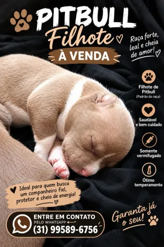 Filhotes de cachorro Pitbull